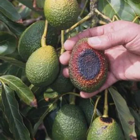 sunburned avocado fruit