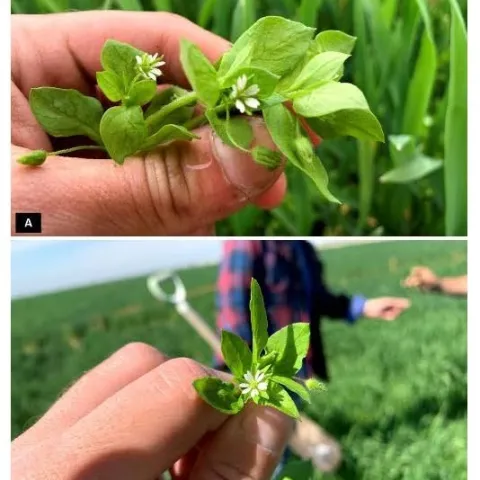 Figure 1. Mature common chickweed flower and leaves close-up.