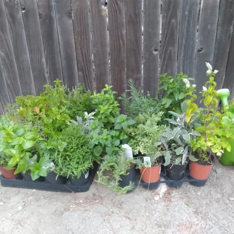 aug blog herbs for all