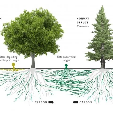 Mycorhizzal fungi network. (nzgeo.com)