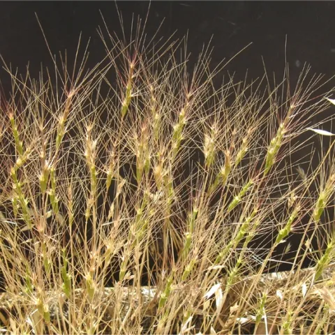 Barb goatgrass
