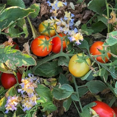 Branched broomrape can be difficult to detect in processing tomato fields due to its small stature. Its extended period of emergence and rapid progression from emergence to flowering (shown here) to having mature seed further complicate control strategies. (Photo credit: Matthew Fatino)