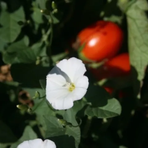 Figure 1. Field bindweed (Convolvulsus arvensis)