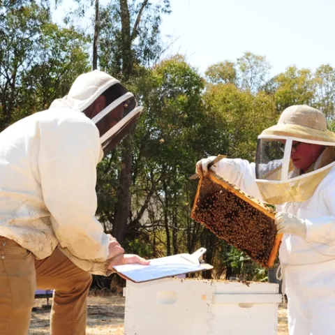 Cheryl Veretto was first in line to take the California Master Beekeeper Program practical test administered in September 2016. With her is UC Davis research associate Charley Nye, CAMBP examiner and manager of the Laidlaw facility. (Photo by Kathy Keatley Garvey)