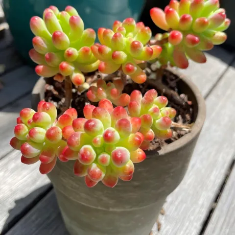 Photo by Alissa Bright