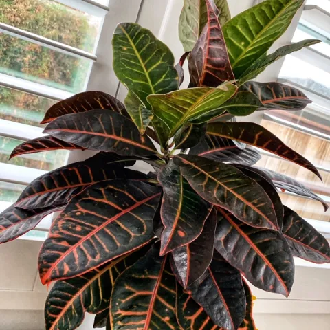 Photo by Deborah Pacheco