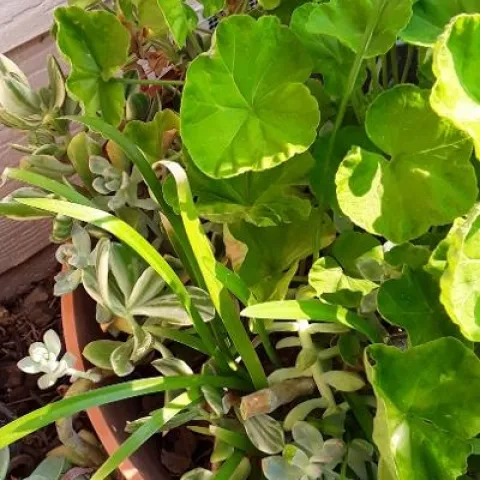 My Plant Hospital. photo by Betty Victor