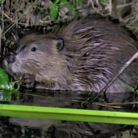 A North American Beaver at a popular neighborhood park in South Bay