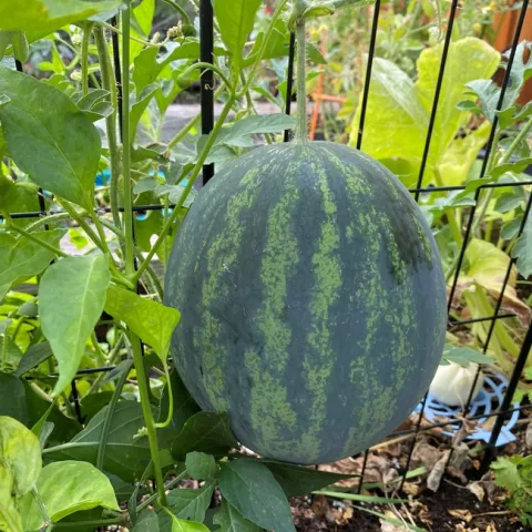 photo by Erin Mahaney