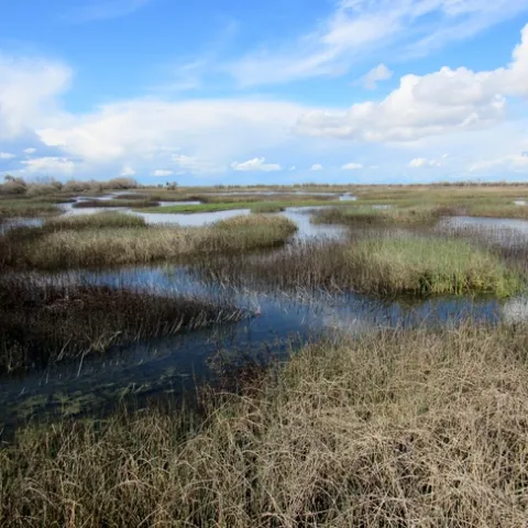Siera Nystrom UC Merced VPGR CA Biodiversity Day pic