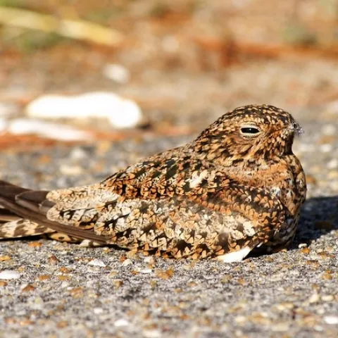 Photo by Andy Wraithmell