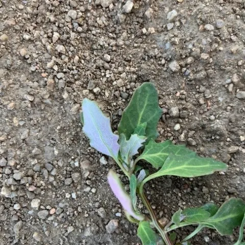 Photo 1. Oakleaf goosefoot: above and lower leaf surfaces shown