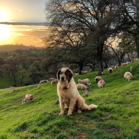 Livestock Guard Dog - photo by Dan Macon