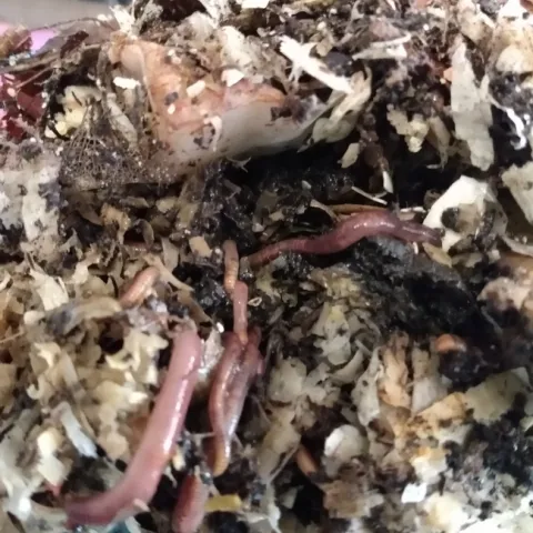 Red wiggler worms in their bedding