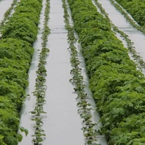 Photo of the type of cover crops planted in furrows of a strawberry field.