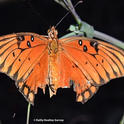 A Gulf Fritillary, Agraulis vanillae, manages to fly despite a huge chunk missing from her wings. (Photo by Kathy Keatley Garvey)