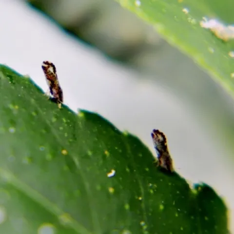psyllids on citrus leaf