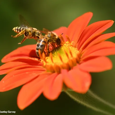 A male long-horned bee, Melissodes agilis, targets a honey bee nectaring on a Mexican sunflower, Tithonia rotundifola. This was shot with a shutter speed set at 1/5000 of a second. (Photo by Kathy Keatley Garvey)
