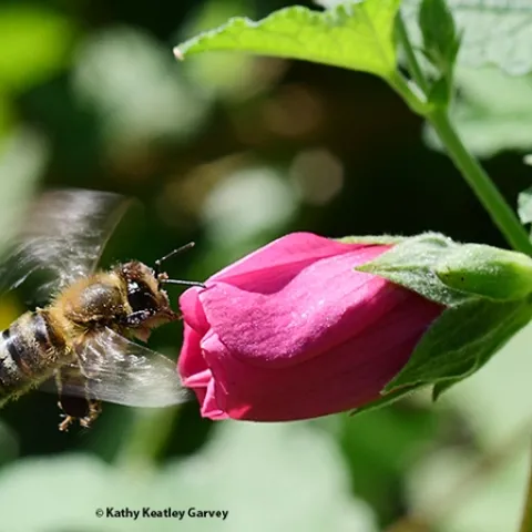 An energetic honey bee heads for a cape mallow (Anisodontea sp. "Strybing Beauty"), only to find it closed. (Photo by Kathy Keatley Garvey)