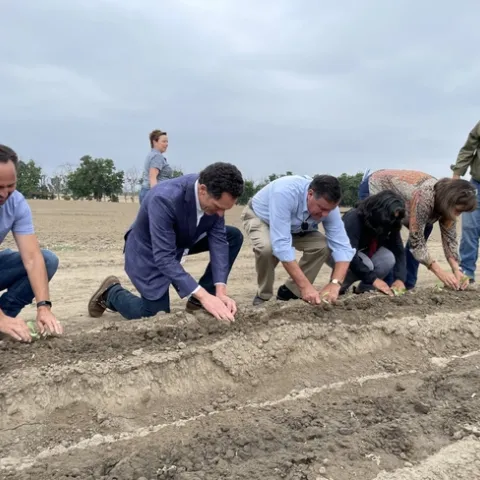From left, Darren Haver, Dave Coffaro, Supervisor Don Wagner, Mayor Farrah Khan and Second Harvest Chief Mission Officer Claudia Keller plant cabbage seedlings into prepared soil beds as A.G Kawamura observes.