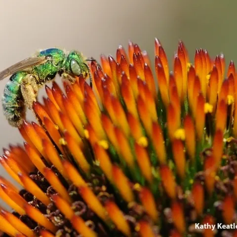 A female metallic green sweat bee, genus Agapostemon ,on a purple coneflower. (Photo by Kathy Keatley Garvey)