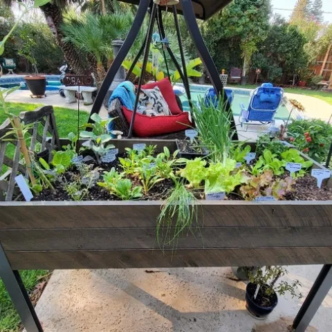 Winter Lettuce & Spinach Garden - photos by Paula Pashby