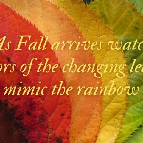 haiku patti brantley 9-2021