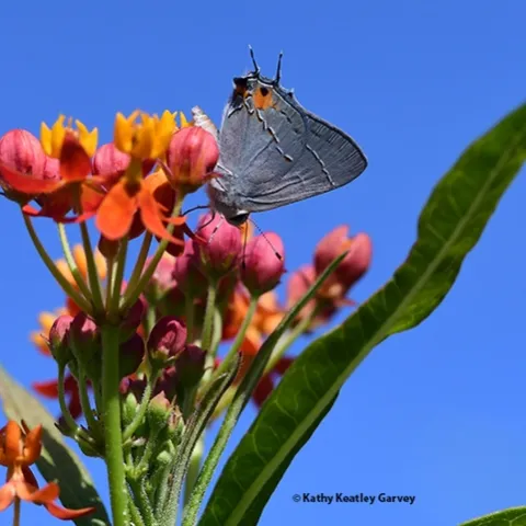 The gray hairstreak, Strymon melinus, finds a play her lay her eggs, on the buds of a tropical milkweed, Asclepias curassavica. (Photo by Kathy Keatley Garvey)