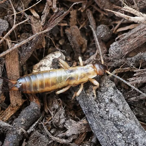 European earwig. (Photo by Beth Grafton-Cardwell)