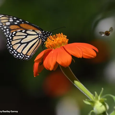 A territorial male bee, Melissodes agilis, targets a monarch nectaring on a Mexican sunflower, Tithonia rotundifola, in July 2020 in Vacaville, Calif. (Photo by Kathy Keatley Garvey)