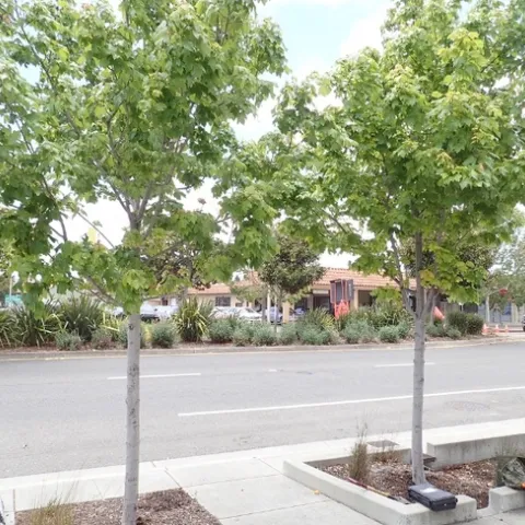 Bioswales planted with 2 street trees