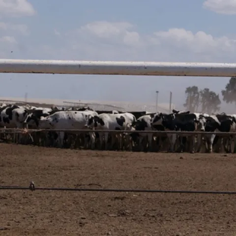 Black and white cows bunch together at a dairy.