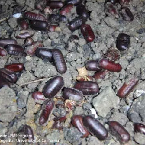 Oblong, dark brown insect egg cases.