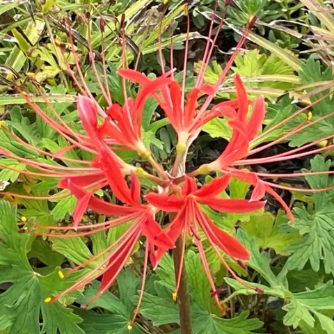 Red Spider Lily bloom closeup. photos by David Bellamy