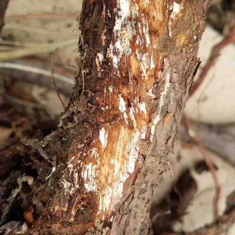 Bark pealed away to reveal oak root fungus, J. Alosi