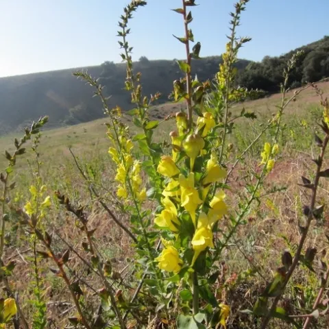 Figure 1. Dalmatian toadflax, Linaria dalmatica, in flower. Photo by Baldo Villegas, CA Dept. of Food and Agriculture