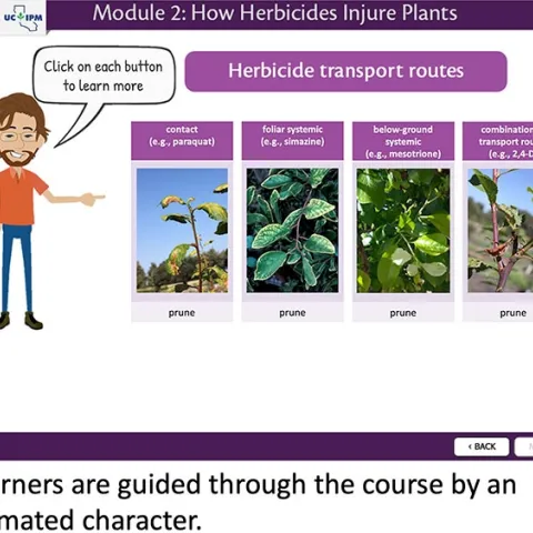 Screen from the course, Module 2: How Herbicides Injure Plants with cartoon person and text bubble “Click on each button to learn more”. Person is pointing to the images demonstrating different herbicide transport routes including contact (e.g. paraquat), foliar systemic (e.g. simazine), below ground systemic (e.g. mesotrione), and combination of transport routes (e.g. 2,4-D). Each example is accompanied by a photo of symptoms caused by the given herbicide on prune.