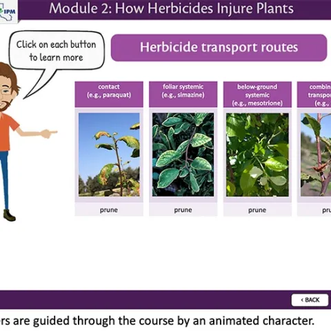Screen from the course, Module 2: How Herbicides Injure Plants with cartoon person and text bubble “Click on each button to learn more”. Person is pointing to the images demonstrating different herbicide transport routes including contact (e.g. paraquat), foliar systemic (e.g. simazine), below ground systemic (e.g. mesotrione), and combination of transport routes (e.g. 2,4-D). Each example is accompanied by a photo of symptoms caused by the given herbicide on prune.