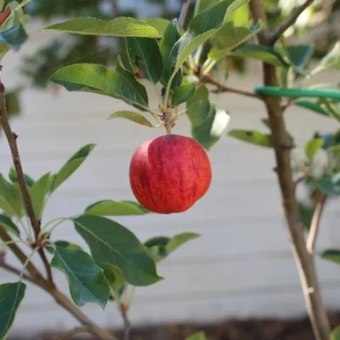 Ready to pick. photos by Brenda Altman