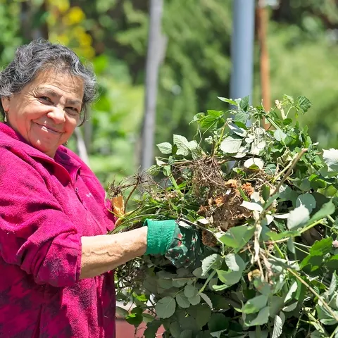 Senior Latina woman working in garden setting smiling holding garden trimmings