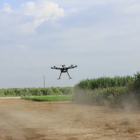 Drone flies over sorghum at Kearney Agricultural Research and Extension Center.