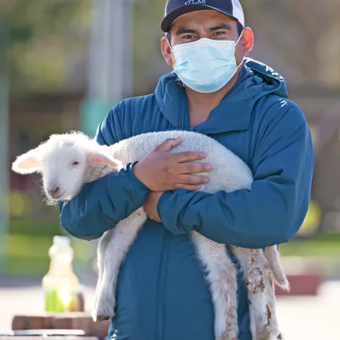 Man wearing a facemask holds a small lamb.