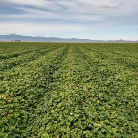 Field of Monterey variety strawberry at MacDoel, Oct 7, 2021