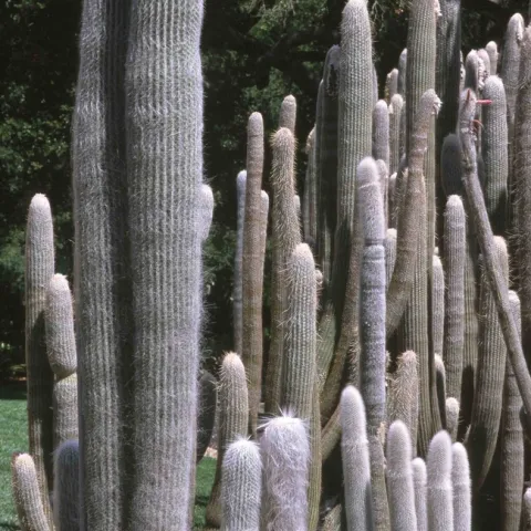 Old man cacti, Jack Kelly Clark, courtesy UC IPM Program