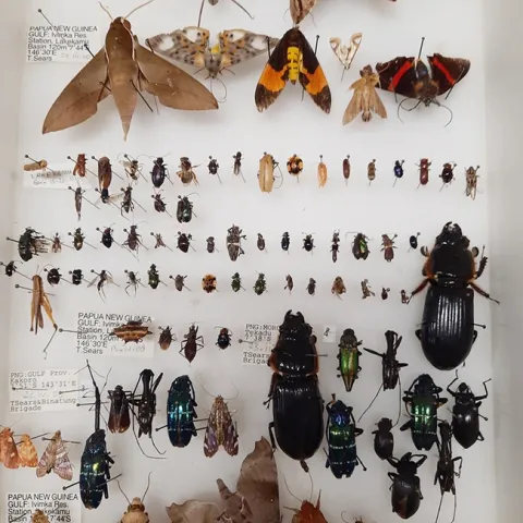 Some of the specimens that the Bohart Museum is gifting to Atatürk University, Turkey.