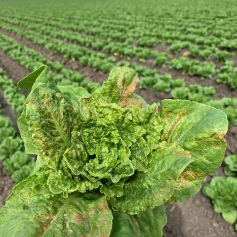 INSV infected romaine lettuce with necrosis on older leaves. (Photo credit: Daniel Hasegawa)