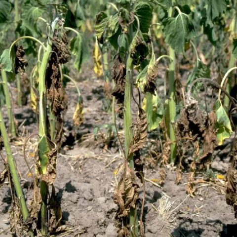 Not all wilted leaves are caused by lack of water. (gardeningknowhow.com)