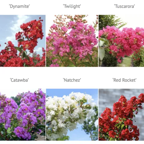 These are only a few of the colors of crape myrtle. (idiggreenacres.com)