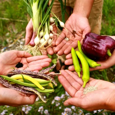 Three pairs of hands holding peppers, shallots, beans, and seeds of each one.