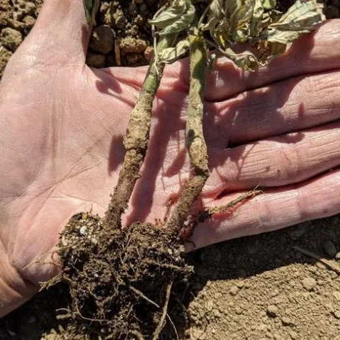 Tomato plant with herbicide injury